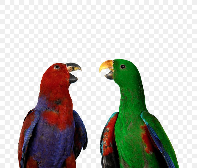 Bird Eclectus Parrot Cockatoo U9ce5u985e: U9e1au9d61 Parrot Training, PNG, 700x700px, Bird, Beak, Birdcage, Cockatoo, Eclectus Parrot Download Free