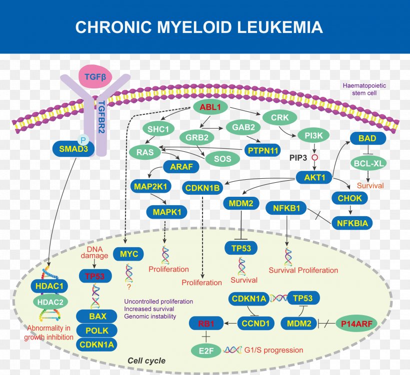 Chronic Myelogenous Leukemia ABL Acute Lymphoblastic Leukemia Cancer, PNG, 2480x2272px, Chronic Myelogenous Leukemia, Abl, Acute Lymphoblastic Leukemia, Area, B Cell Download Free