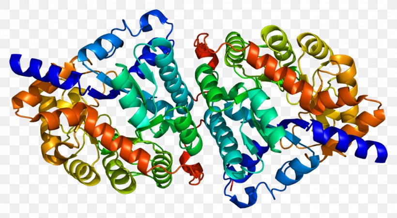 Dipeptidase 1 Membrane Dipeptidase Dipeptide Hydrolysis, PNG, 1064x585px, Dipeptidase, Amino Acid, Art, Body Jewelry, Brush Border Download Free