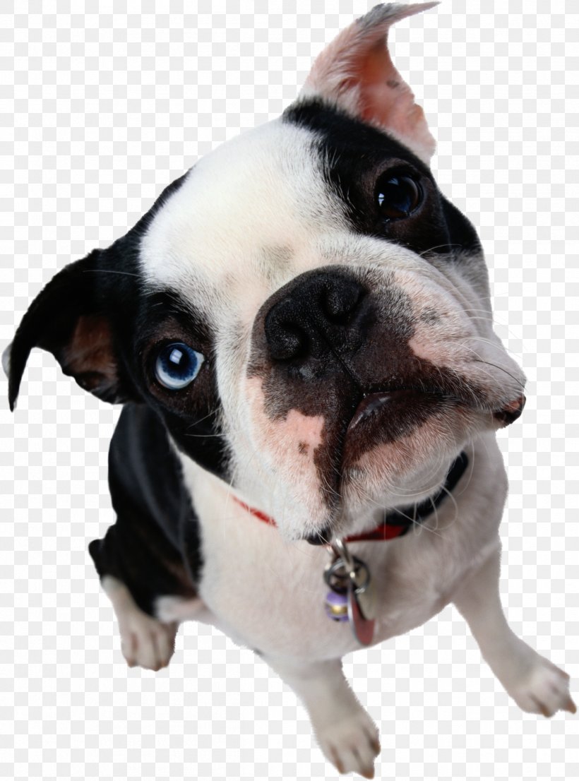 Pug, Dog, PNG, 2416x3260px, Dog, Boston Terrier, Carnivoran, Cat, Collar Download Free
