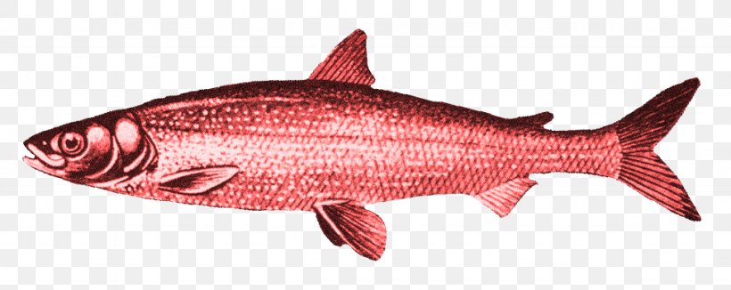 Kipper Red Herring Smoked Fish, PNG, 974x388px, Kipper, Animal Figure, Bony Fish, Coho, Curing Download Free