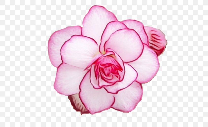 Rose, PNG, 500x500px, Watercolor, Camellia, Flower, Japanese Camellia, Paint Download Free
