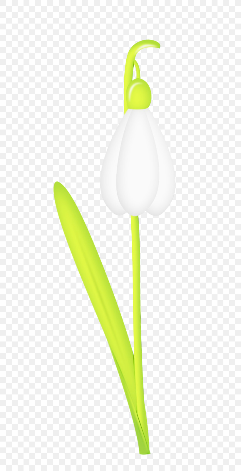 White Flower Plant Tulip Snowdrop, PNG, 533x1600px, Watercolor, Amaryllis Family, Arum Family, Flower, Lily Family Download Free
