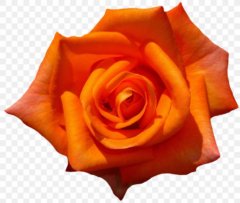 Rose Flower Preservation Desktop Wallpaper, PNG, 1280x1085px, Rose, Close Up, Cut Flowers, Floribunda, Flower Download Free
