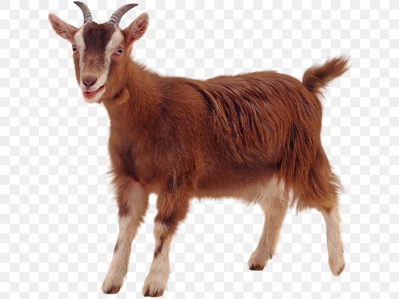 Boer Goat Pygmy Goat Oberhasli Goat Sheep, PNG, 866x650px, Boer Goat, Bovidae, Bovine, Cowgoat Family, Feral Goat Download Free
