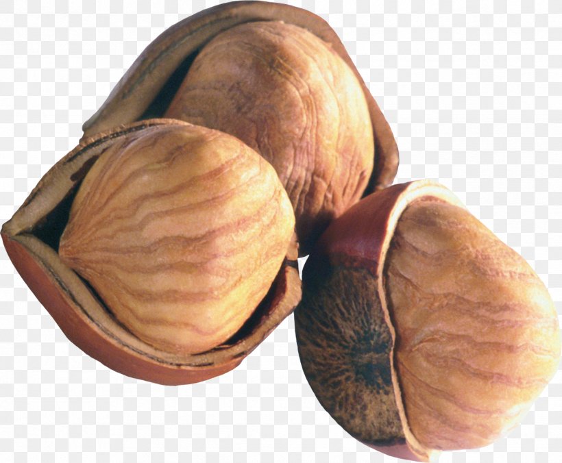 Chestnut Peanut Hazelnut Nuts, PNG, 1242x1024px, Nut, Acorn, Almond, Brazil Nut, Cashew Download Free