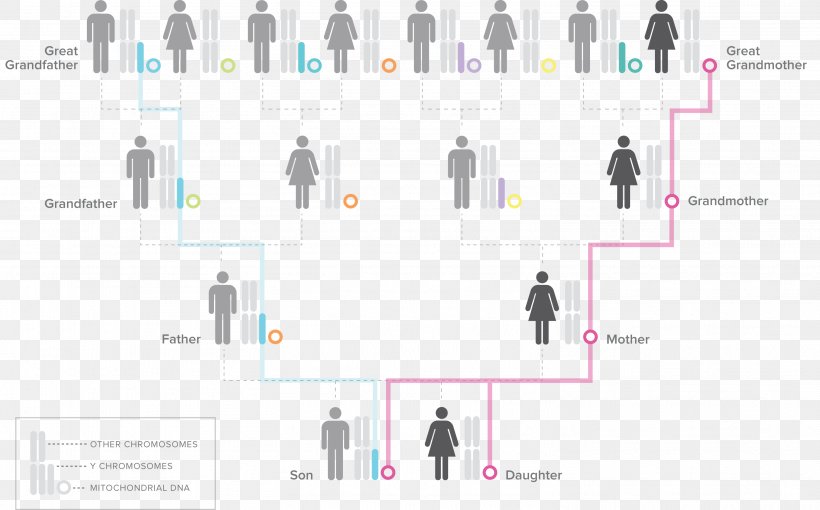 Human Y-chromosome DNA Haplogroup Y Chromosome Mitochondrial DNA Genographic Project, PNG, 3027x1885px, Haplogroup, Chromosome, Communication, Diagram, Dna Download Free