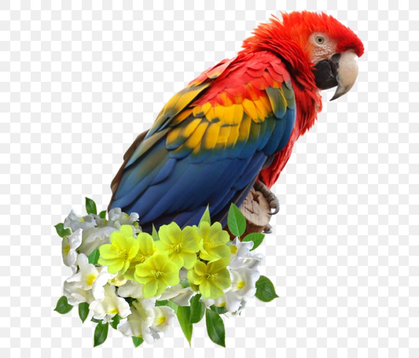 Scarlet Macaw Parrot Bird Red-and-green Macaw Blue-and-yellow Macaw, PNG, 700x700px, Scarlet Macaw, Beak, Bird, Blueandyellow Macaw, Common Pet Parakeet Download Free