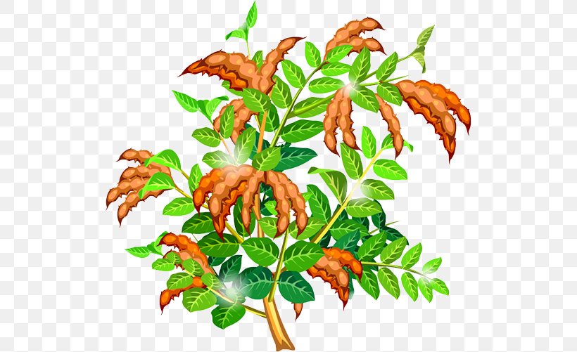Sweet Pea Leaf Clip Art, PNG, 521x501px, Pea, Artwork, Branch, Flower, Flowering Plant Download Free