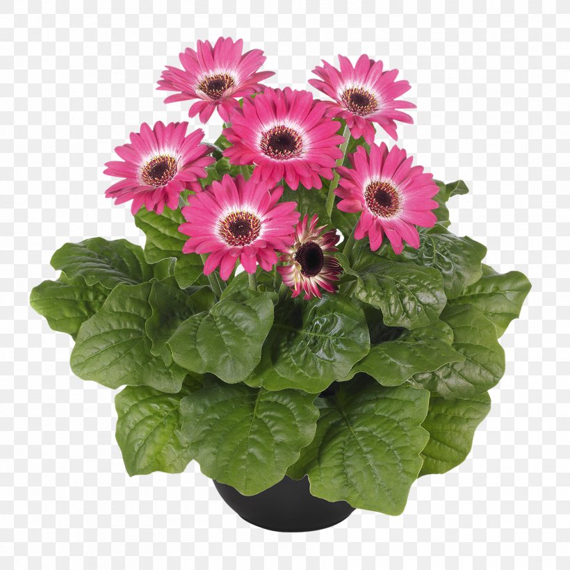 Transvaal Daisy Chrysanthemum Cut Flowers Floristry, PNG, 1772x1772px, Transvaal Daisy, Annual Plant, Chrysanthemum, Chrysanths, Common Sunflower Download Free