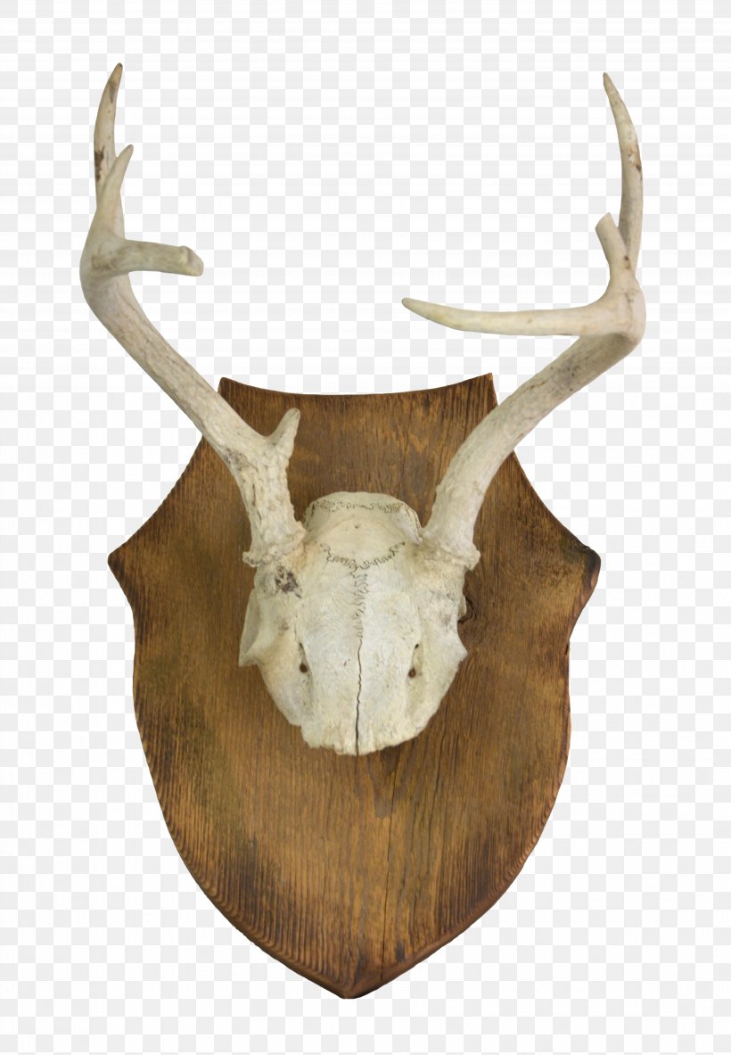 White-tailed Deer Antler Horn Bone, PNG, 3833x5532px, Deer, Antler, Bone, Chairish, Horn Download Free