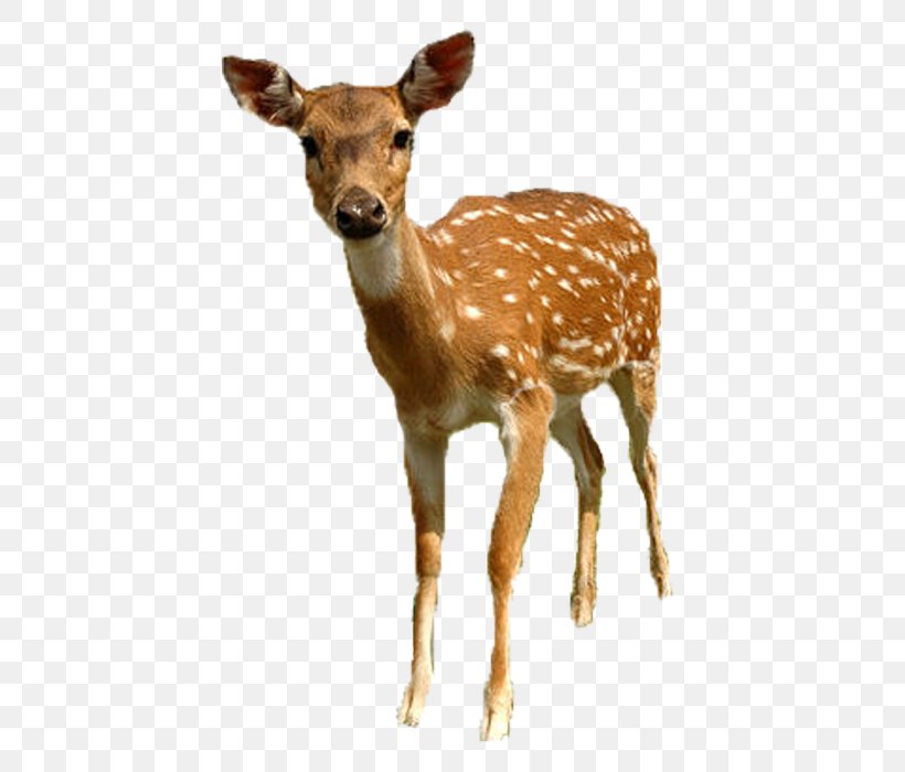 White-tailed Deer Roe Deer Sika Deer, PNG, 700x700px, Whitetailed Deer, Animal, Deer, Fallow Deer, Fauna Download Free