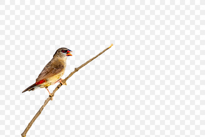 Feather, PNG, 1920x1284px, Beak, Feather, Finches Download Free