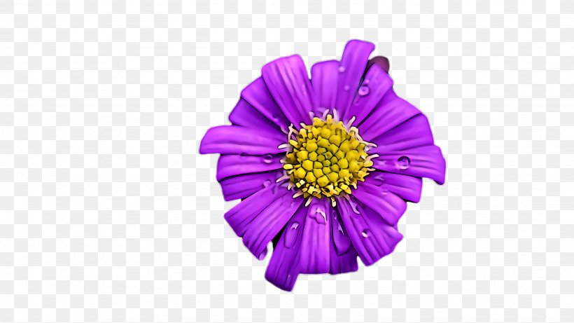 Flower Violet Purple Petal Plant, PNG, 2668x1500px, Flower, Aster, China Aster, Gerbera, Petal Download Free