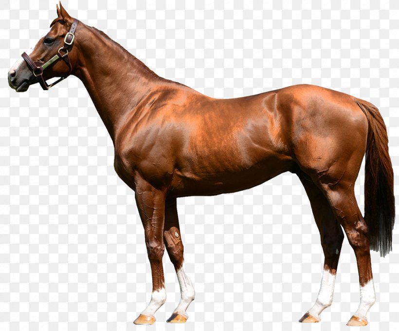 Stallion Arabian Horse Foal Breyer Animal Creations Model Horse, PNG, 930x771px, Stallion, Arabian Horse, Bloodhorse, Breyer Animal Creations, Bridle Download Free