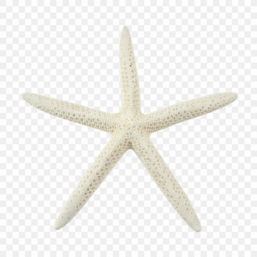 Starfish Bleach Marine Invertebrates Echinoderm, PNG, 1100x1100px, Starfish, Animal, Beach, Bleach, Coast Download Free