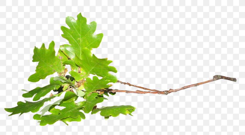 Twig Leaf Tree, PNG, 800x451px, Twig, Acorn, Branch, Grapevine Family, Leaf Download Free