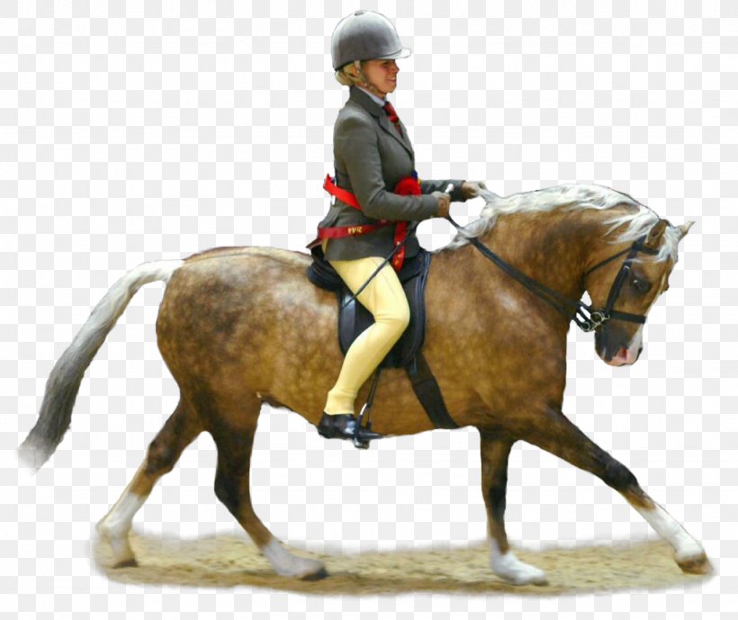 Welsh Pony (Section B) Mare Welsh Pony And Cob Equestrian, PNG, 1024x861px, Pony, Animal Sports, Animal Training, Bit, Bridle Download Free