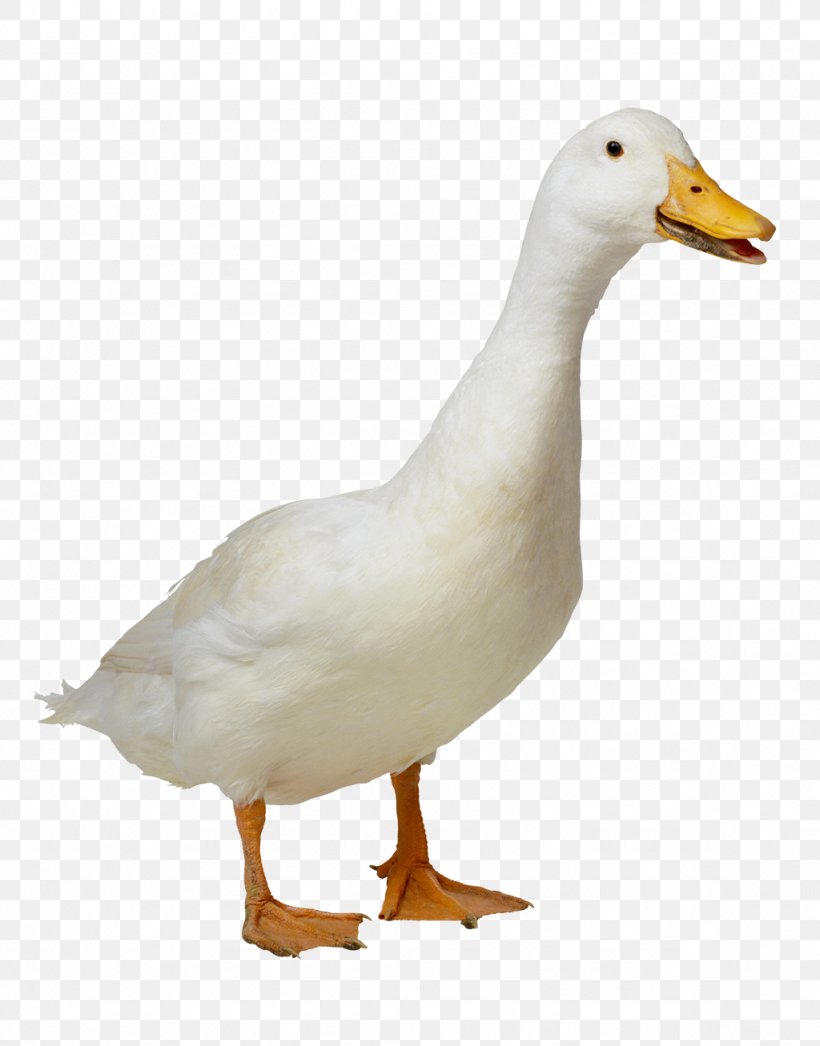 Duck American Pekin Goose, PNG, 1024x1307px, Duck, American Pekin, Beak, Bird, Ducks Geese And ...