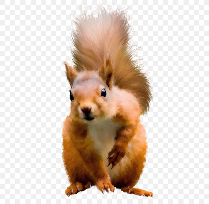Squirrel Clip Art, PNG, 438x800px, Squirrel, Dog Breed, Fauna, Fur, Image Resolution Download Free