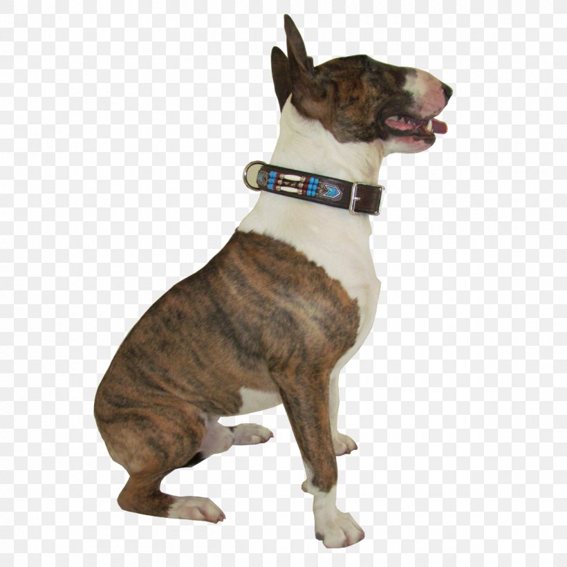 Dog Breed Old English Terrier American Staffordshire Terrier Cane Corso Leash, PNG, 1200x1200px, Dog Breed, American Staffordshire Terrier, Cane Corso, Carnivoran, Cat Download Free