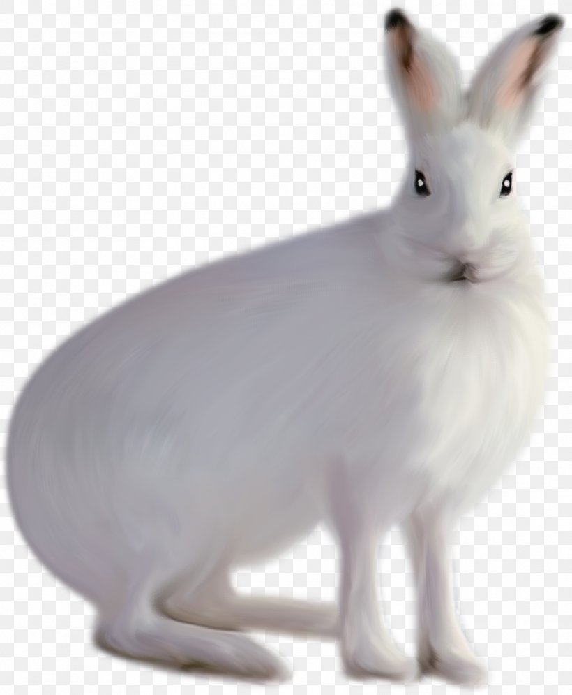 Domestic Rabbit Arctic Hare White, PNG, 1615x1961px, Domestic Rabbit, Arctic Hare, Fauna, Hare, Leporids Download Free