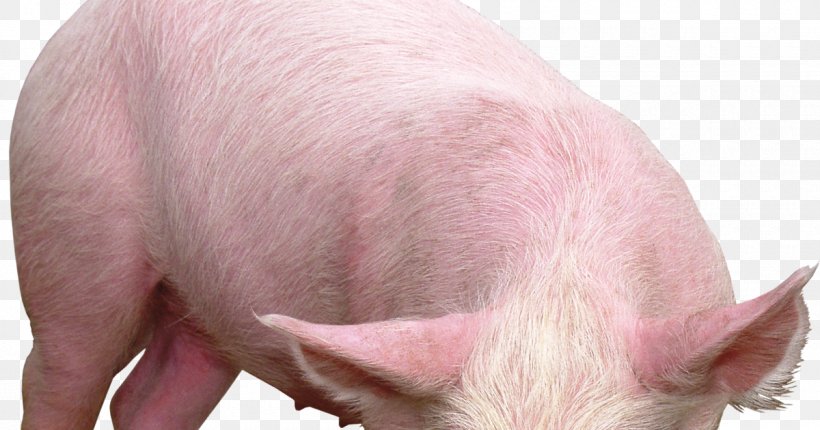 Galaxy Pig Vietnamese Pot-bellied, PNG, 1200x630px, Pig, Domestic Pig, Galaxy Pig, Hogs And Pigs, Information Download Free