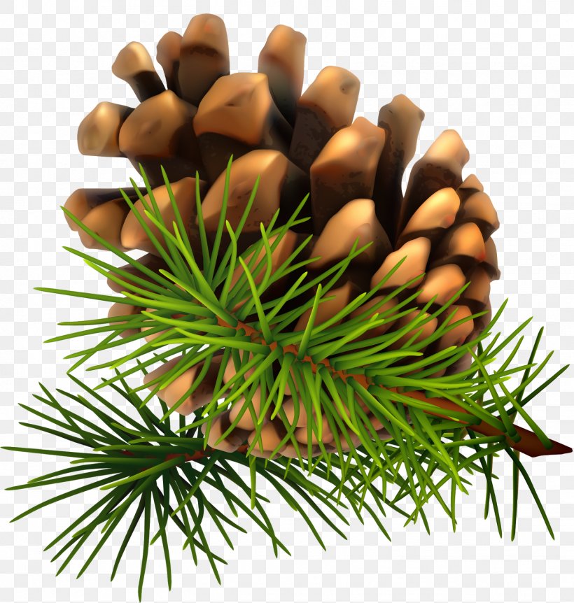Pine Fir Conifer Cone Clip Art, PNG, 1521x1600px, Pine, Cone, Conifer, Conifer Cone, Conifers Download Free