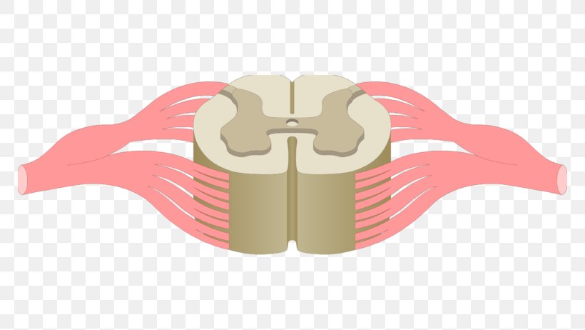 Spinal Cord Vertebral Column Nervous System Anatomy Spinal Nerve, PNG, 770x462px, Watercolor, Cartoon, Flower, Frame, Heart Download Free