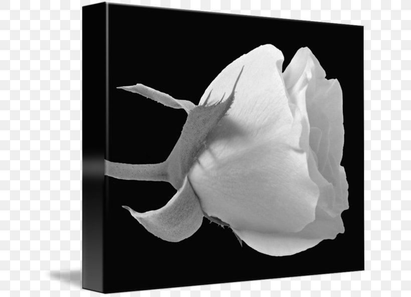 Rose Family Black And White Photography, PNG, 650x593px, Rose Family, Black, Black And White, Flower, Flowering Plant Download Free