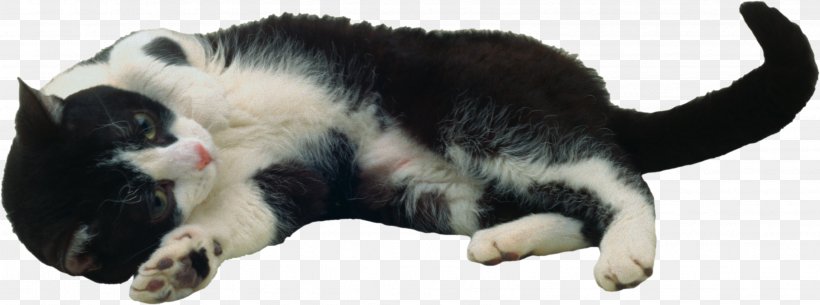 American Wirehair Kitten Felidae Purr, PNG, 3414x1271px, American Wirehair, Animal, Breed, Carnivoran, Cat Download Free