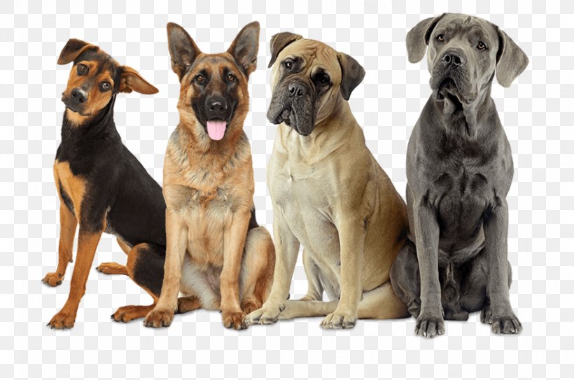 Cane Corso Bullmastiff Stock Photography Royalty-free, PNG, 879x583px, Cane Corso, Bullmastiff, Dog, Dog Breed, Dog Breed Group Download Free