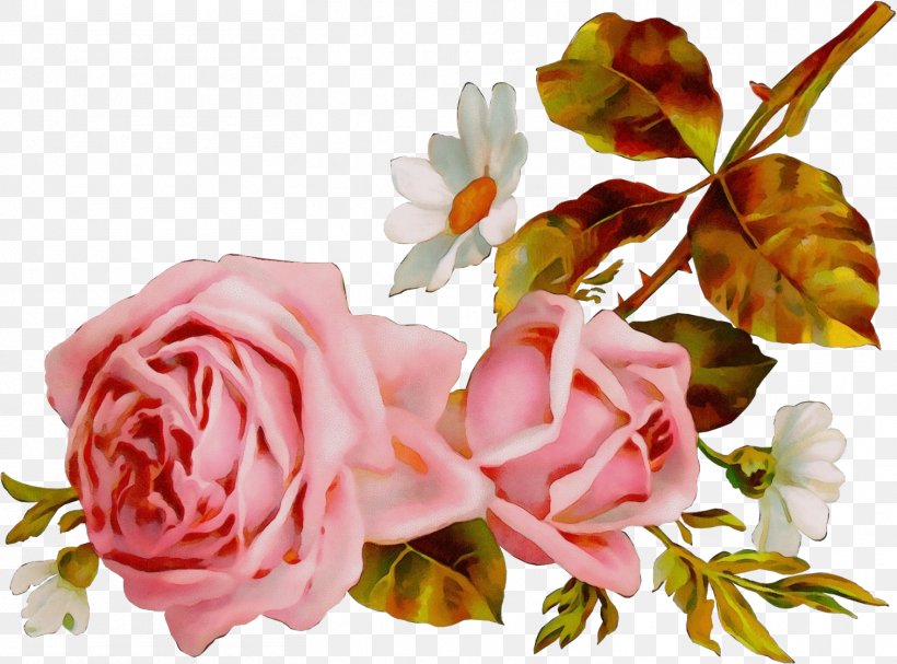 Garden Roses, PNG, 1513x1121px, Watercolor, Cut Flowers, Flower, Flowering Plant, Garden Roses Download Free