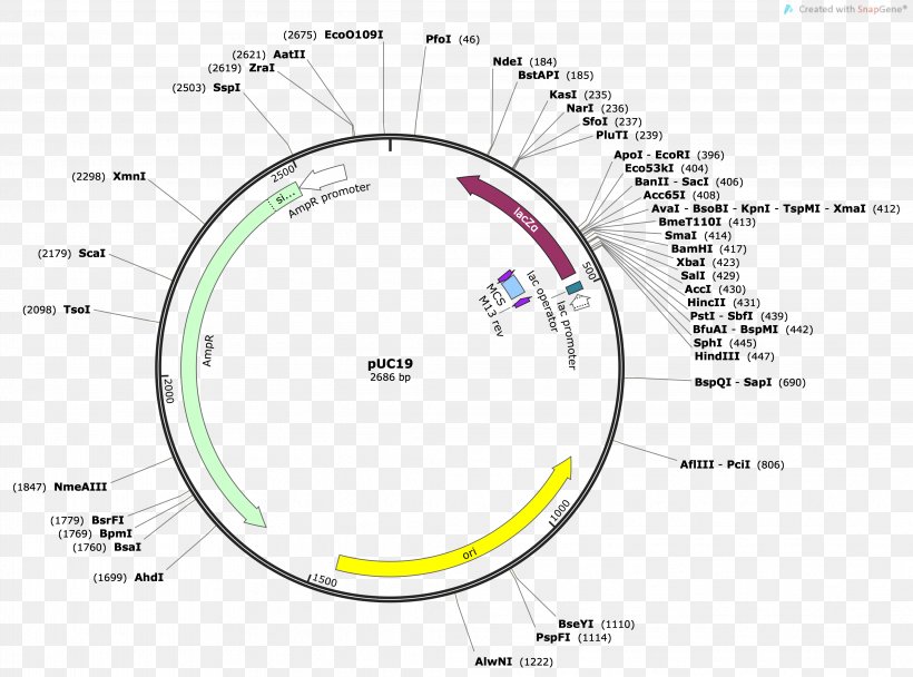PUC19 Vector Plasmid Restriction Map Multiple Cloning Site, PNG, 4245x3150px, Vector, Area, Cloning, Diagram, Dna Download Free