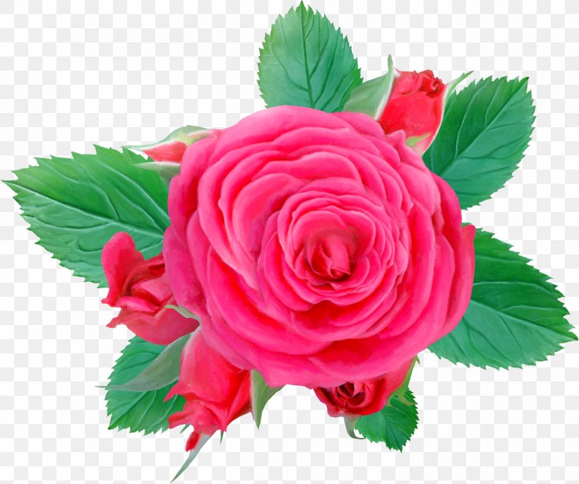 Centifolia Roses Flower Pink Clip Art, PNG, 1249x1044px, Centifolia Roses, Artificial Flower, Begonia, Cut Flowers, Designer Download Free