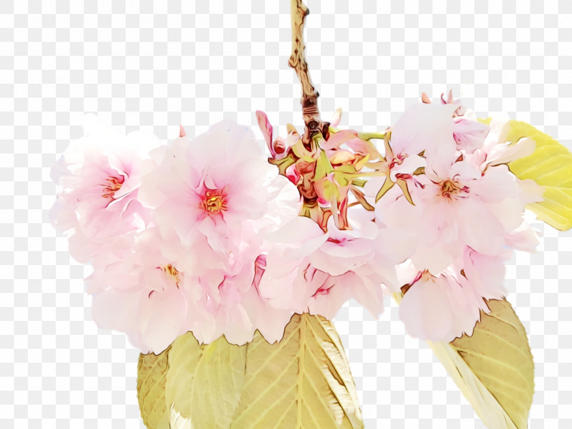 Floral Design, PNG, 1920x1440px, Watercolor, Biology, Blossom, Cherry, Cherry Blossom Download Free