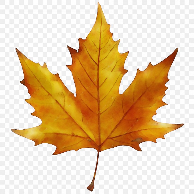 Maple Leaf, PNG, 1000x1000px, Watercolor, Black Maple, Deciduous, Leaf, Maple Leaf Download Free