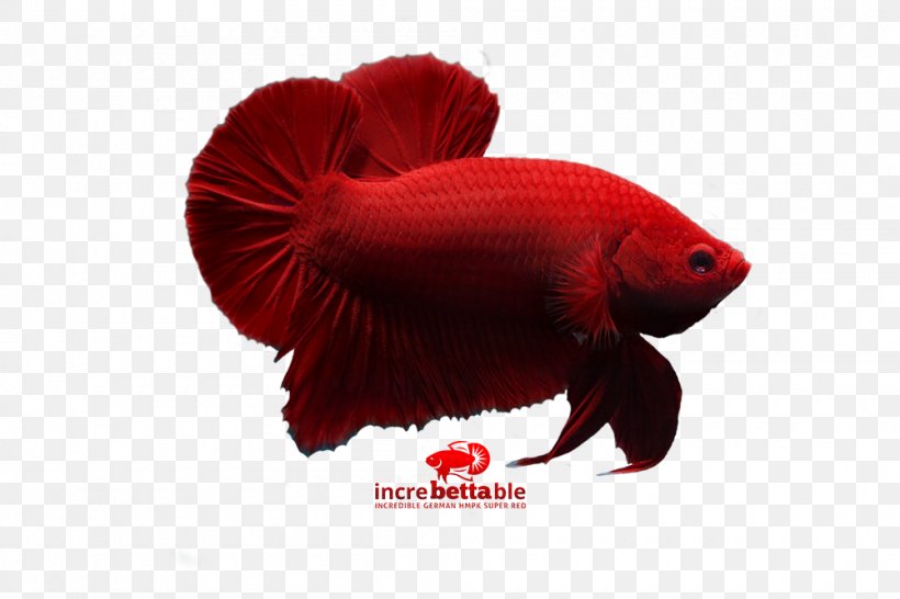 Siamese Fighting Fish Red Yellow Betta, PNG, 1000x667px, Siamese Fighting Fish, Betta, Fish, Organism, Red Download Free