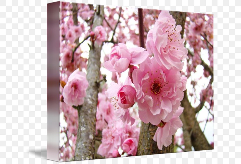 Blossom Floral Design Prunus Gallery Wrap Flower, PNG, 650x560px, Blossom, Art, Branch, Canvas, Cherry Download Free