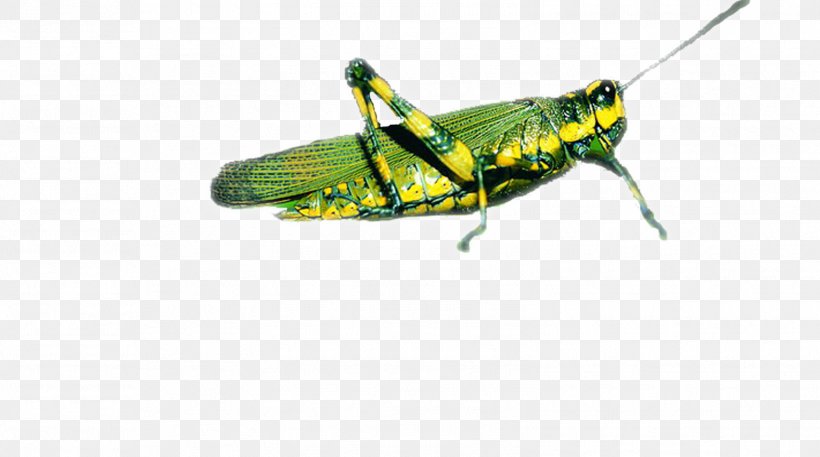 Grasshopper Locust Caelifera, PNG, 1576x880px, Insect, Animal, Arthropod, Caelifera, Cricket Like Insect Download Free