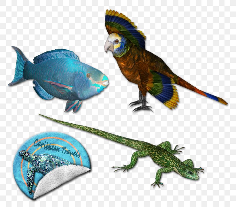 Macaw Parakeet Beak Feather Pet, PNG, 800x720px, Macaw, Animal, Animal Figure, Beak, Bird Download Free