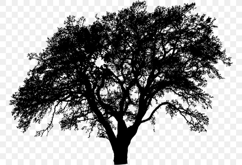 Tree Silhouette Clip Art, PNG, 760x560px, Tree, Art, Black And White, Branch, Deviantart Download Free