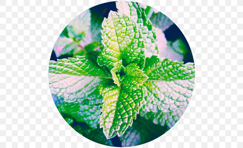 Vietnamese Cuisine Peppermint Mentha Spicata Indian Cuisine Herb, PNG, 500x500px, Vietnamese Cuisine, Basil, Common Sage, Food, Herb Download Free