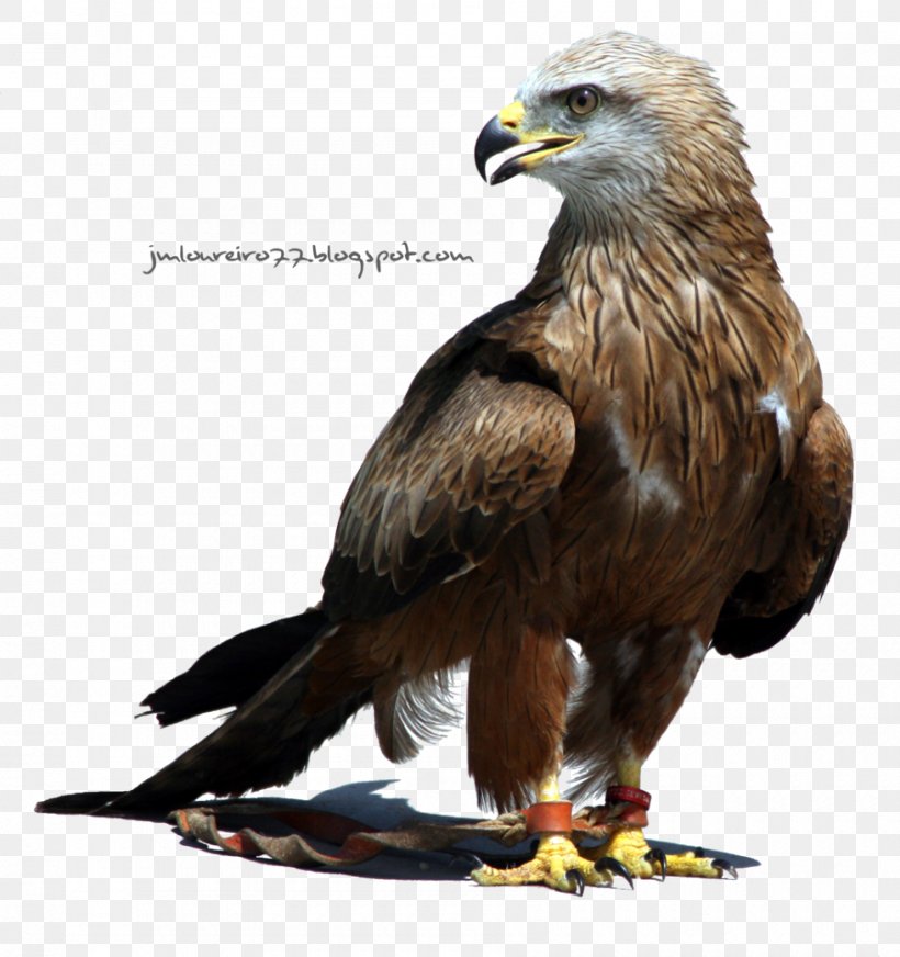 Eagle Desktop Wallpaper, PNG, 900x958px, Eagle, Accipitriformes, Beak, Bird, Bird Of Prey Download Free
