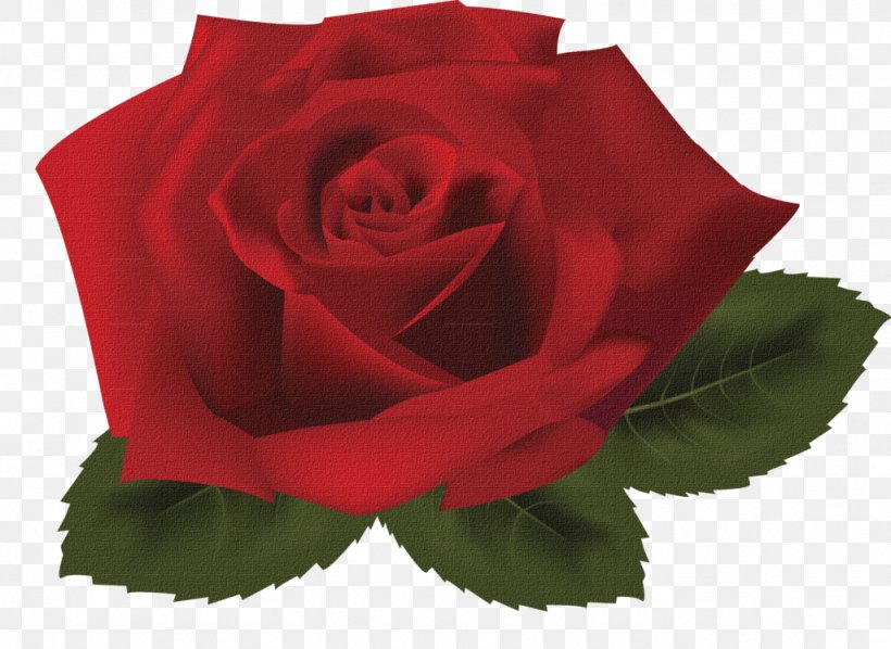 Rose Clip Art, PNG, 1024x747px, Rose, Black Rose, China Rose, Cut Flowers, Drawing Download Free