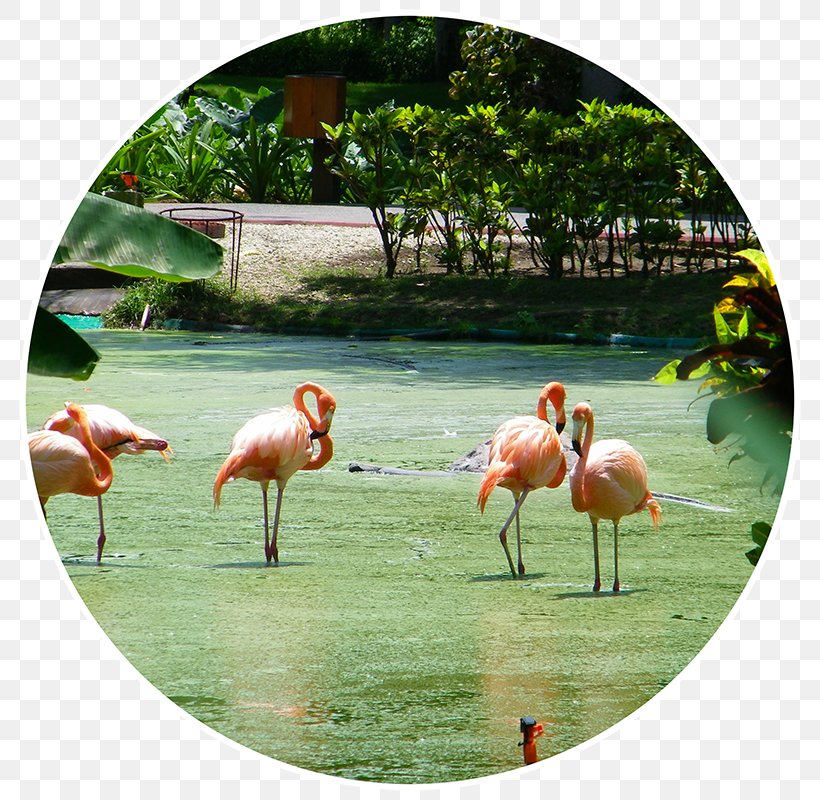 Fauna Beak, PNG, 800x800px, Fauna, Beak, Bird, Flamingo, Grass Download Free