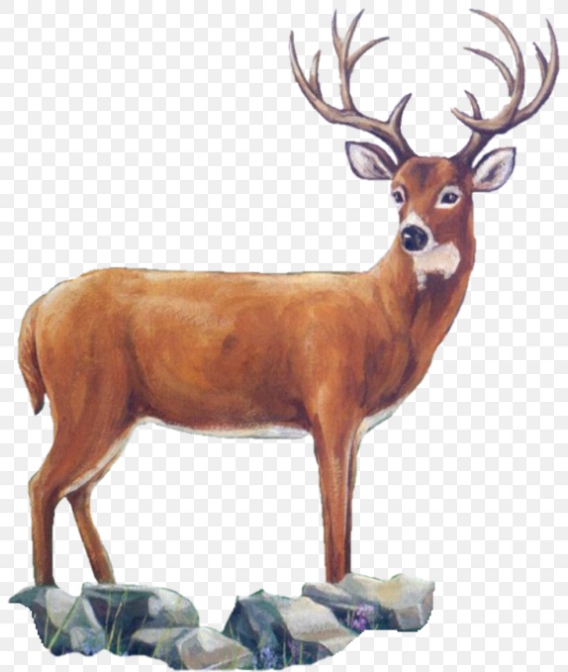 Reindeer White-tailed Deer Elk Antler, PNG, 800x970px, Reindeer, Animal, Antler, Deer, Elk Download Free