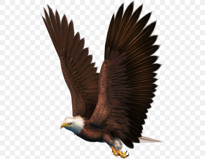 Bird Bald Eagle, PNG, 500x634px, Bird, Accipitridae, Accipitriformes, Bald Eagle, Beak Download Free