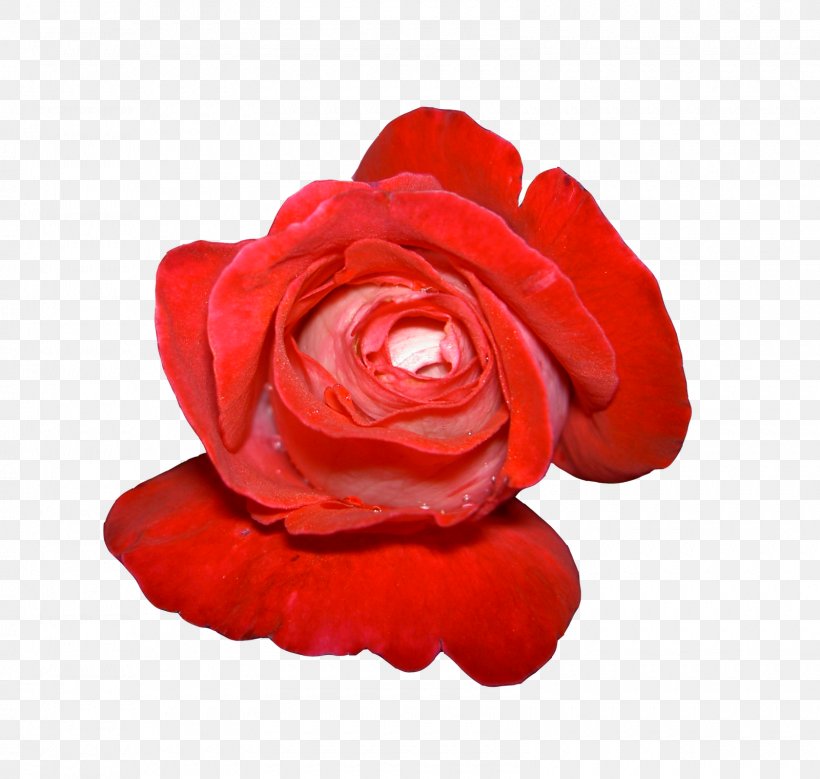 Flower Image Resolution Clip Art, PNG, 1600x1521px, Flower, Blog, Cut Flowers, Display Resolution, Floribunda Download Free