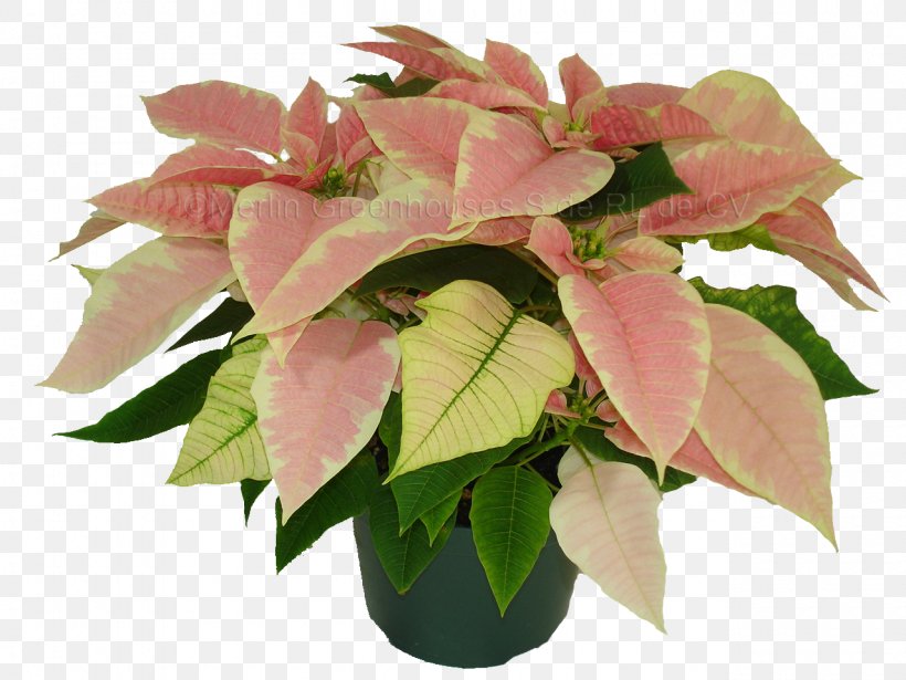 Flowerpot Houseplant Poinsettia, PNG, 1280x960px, Flower, Christmas, Christmas Eve, Cut Flowers, Demand Download Free